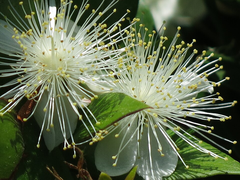 Mersin (Myrtus communis): beyaz, uzun erkek organlı çiçek