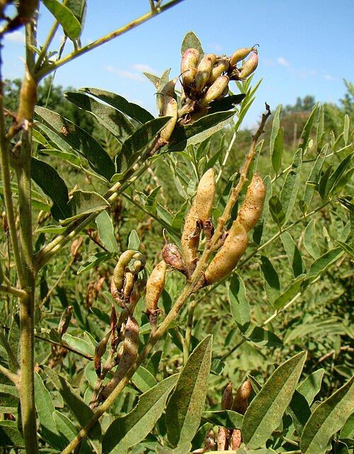 Licorice (Glycyrrhiza glabra): seed pods