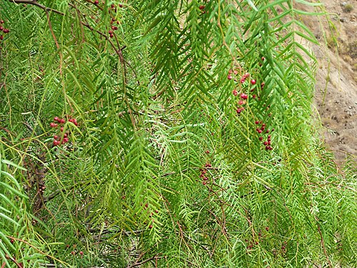 Peruvian pepper tree (Schinus molle): drooping narrow leaves