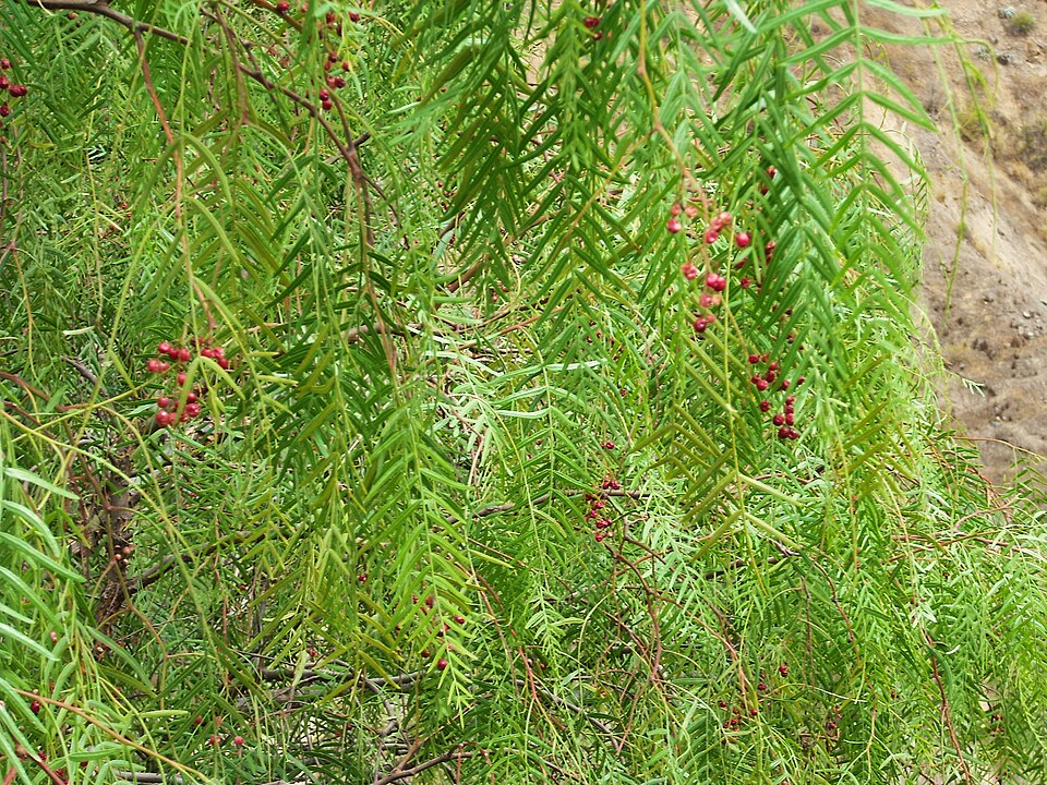 Peruvian pepper tree (Schinus molle): drooping narrow leaves