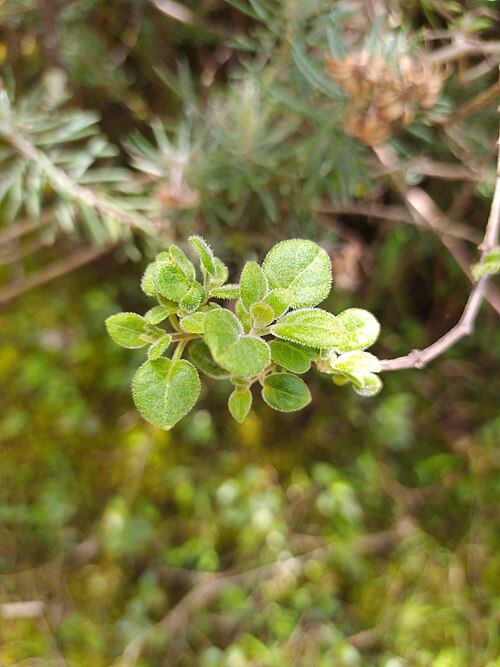 Muña (Minthostachys mollis): flowering sprig