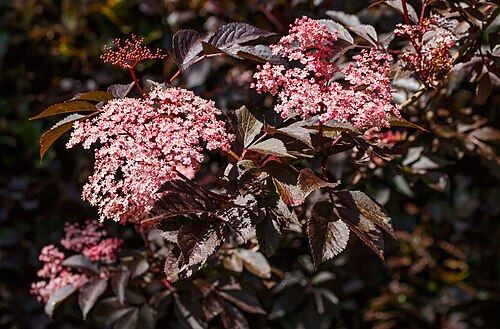 Elder (Sambucus nigra): purple-leaved garden variety with pink flowers