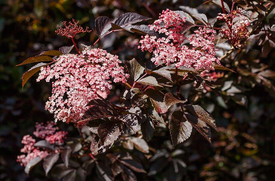 Elder (Sambucus nigra): purple-leaved garden variety with pink flowers