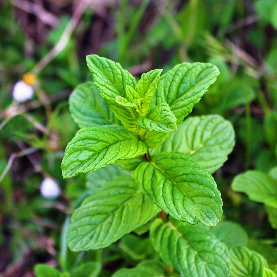 Mint (Mentha × piperita): fresh leaves