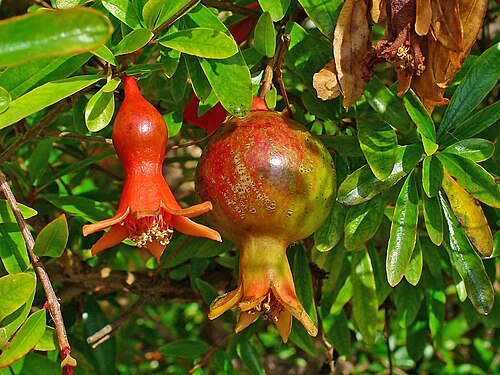 Pomegranate (Punica granatum): fruit and red flower
