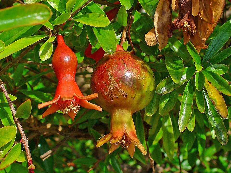 Pomegranate (Punica granatum): fruit and red flower
