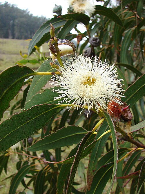 Eucalyptus (Eucalyptus globulus): white tufted flower and long sickle-shaped leaves