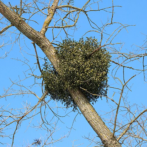 European mistletoe (Viscum album): round clump on a tree branch