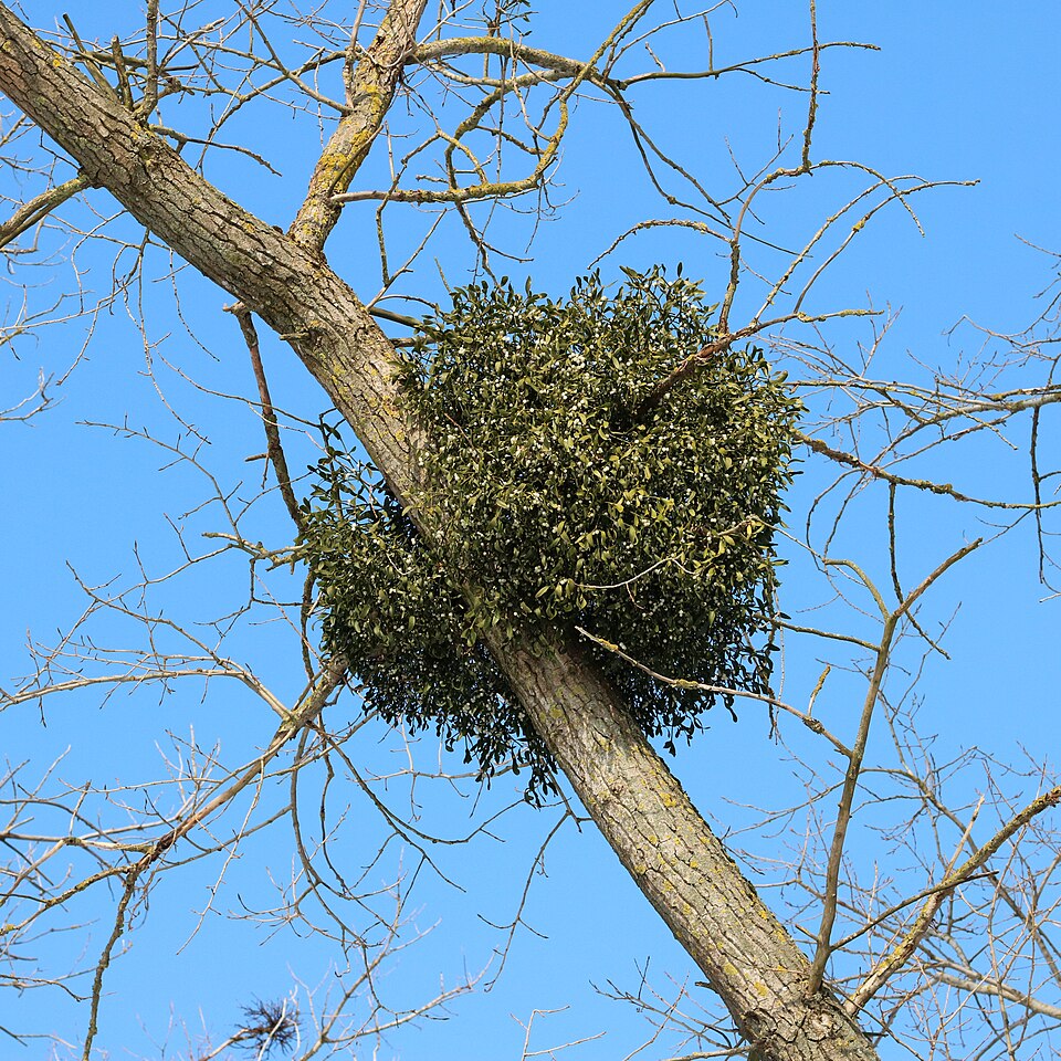 European mistletoe (Viscum album): round clump on a tree branch