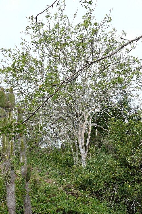 Palo santo (Bursera graveolens): tree