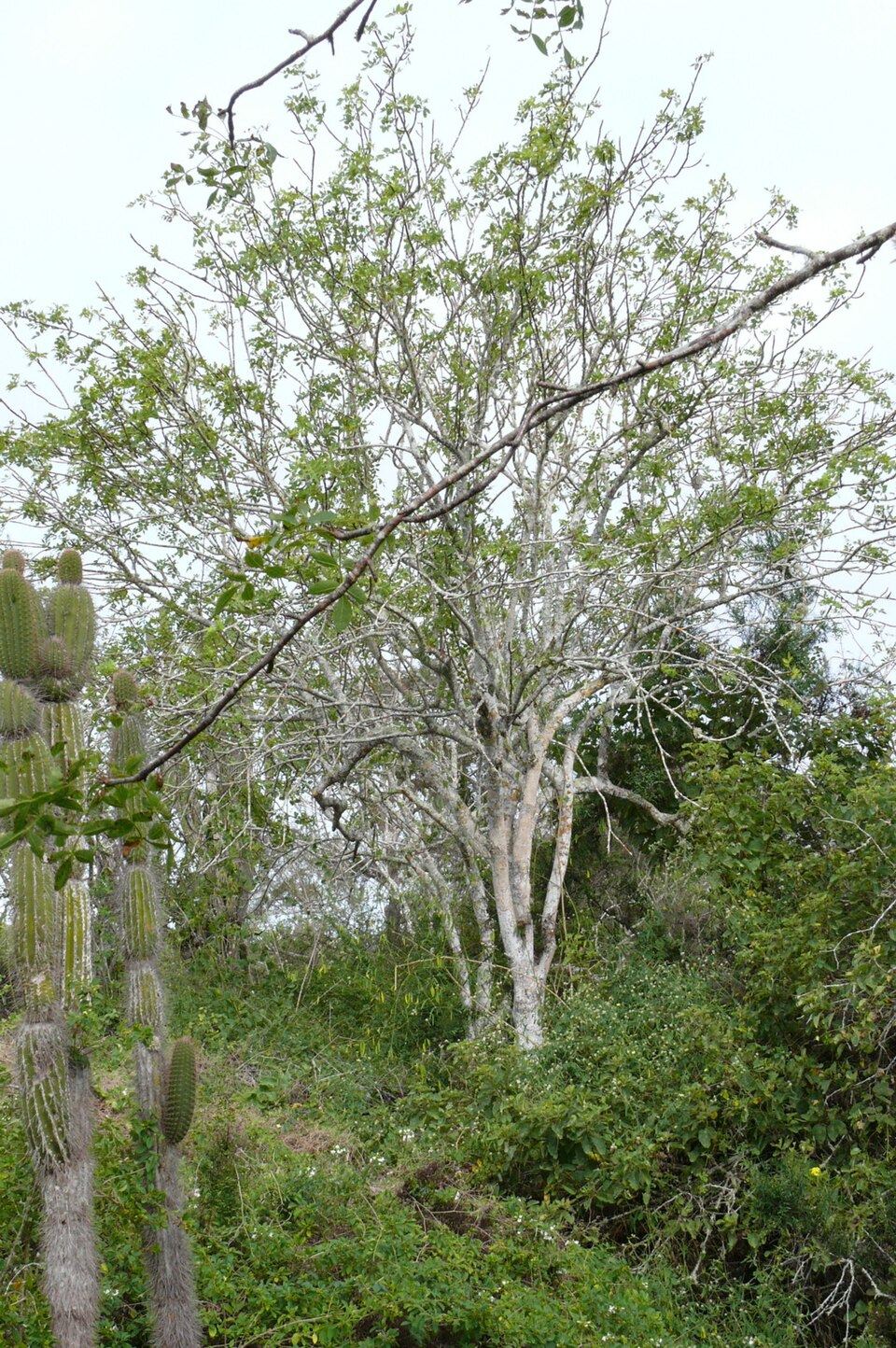 Palo santo (Bursera graveolens): tree