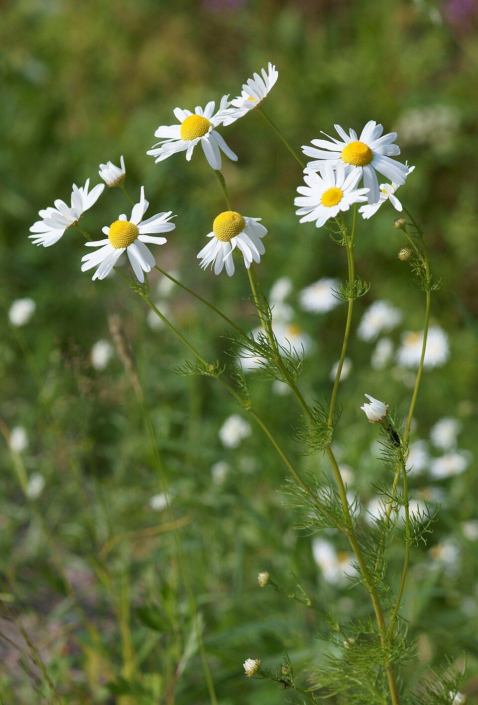 Chamomile (Matricaria chamomilla): white and yellow flowers