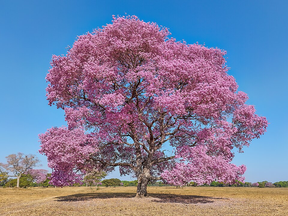 Pau d’arco (Handroanthus impetiginosus): pembe çiçeklerle kaplı ağaç