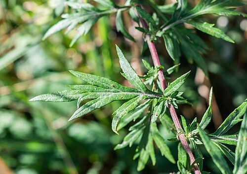 Wormwood (Artemisia absinthium): divided silvery leaves
