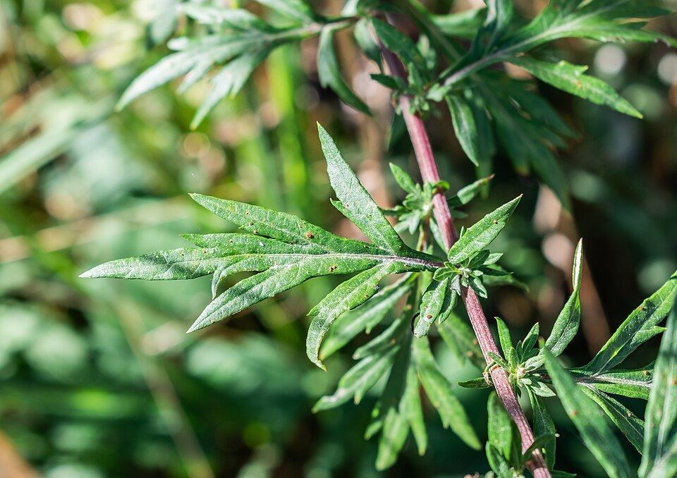 Wormwood (Artemisia absinthium): divided silvery leaves