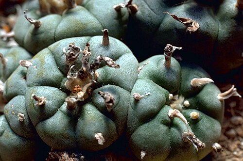 Peyote (Lophophora williamsii): round cactus stems