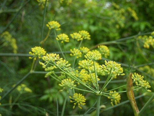Fennel (Foeniculum vulgare): umbels of yellow flowers