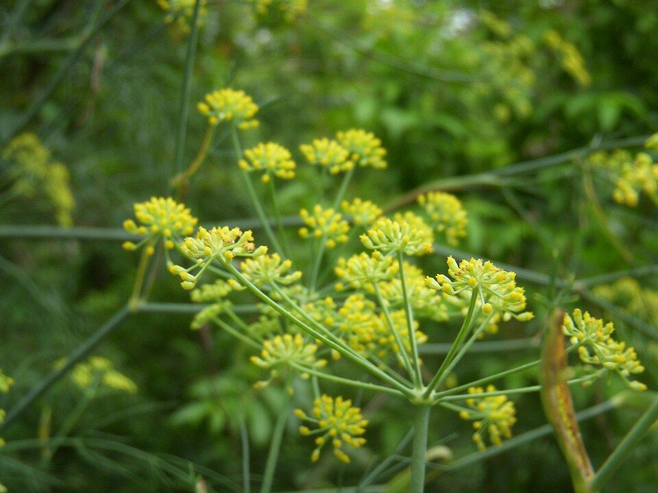 Fennel (Foeniculum vulgare): umbels of yellow flowers