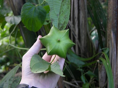 Sacha inchi (Plukenetia volubilis): star-shaped fruit