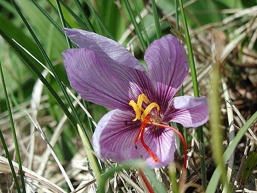 Saffron (Crocus sativus): purple flower with red stigmas