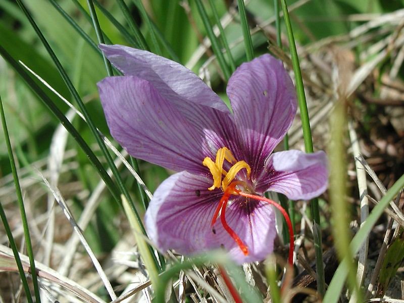 Saffron (Crocus sativus): purple flower with red stigmas