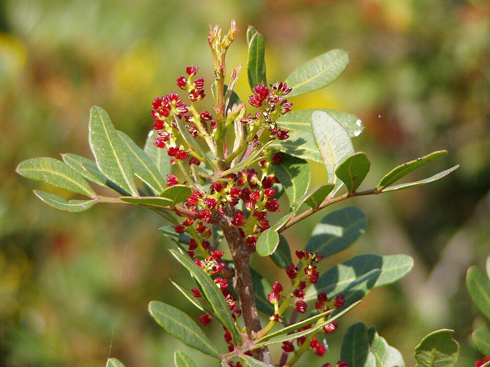 Mastic tree (Pistacia lentiscus): clusters of red flowers