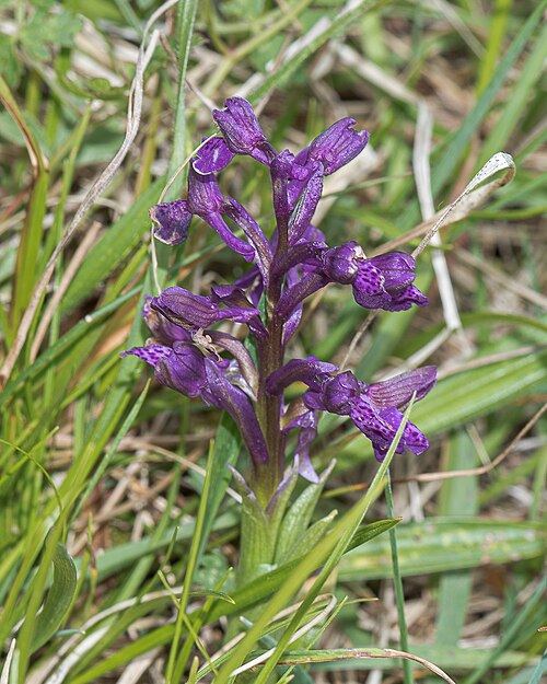 Salep orchids (Orchis): purple flower spike