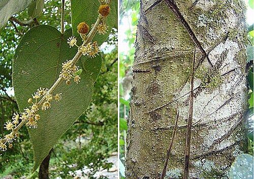 Sangre de grado (Croton lechleri): leaves and trunk