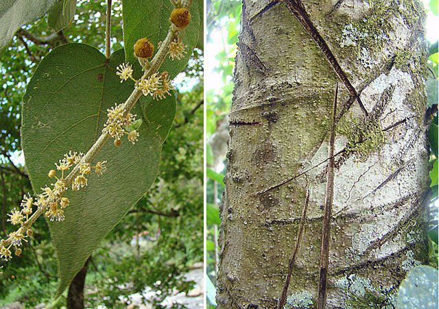 Sangre de grado (Croton lechleri): leaves and trunk