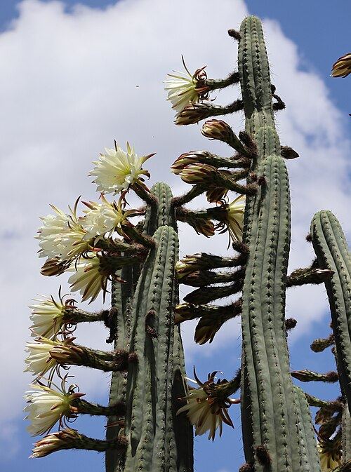 San Pedro cactus (Echinopsis pachanoi): columnar stems and flowers