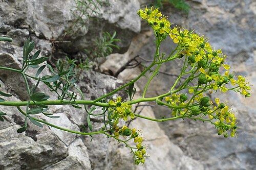 Rue (Ruta graveolens): yellow flowers