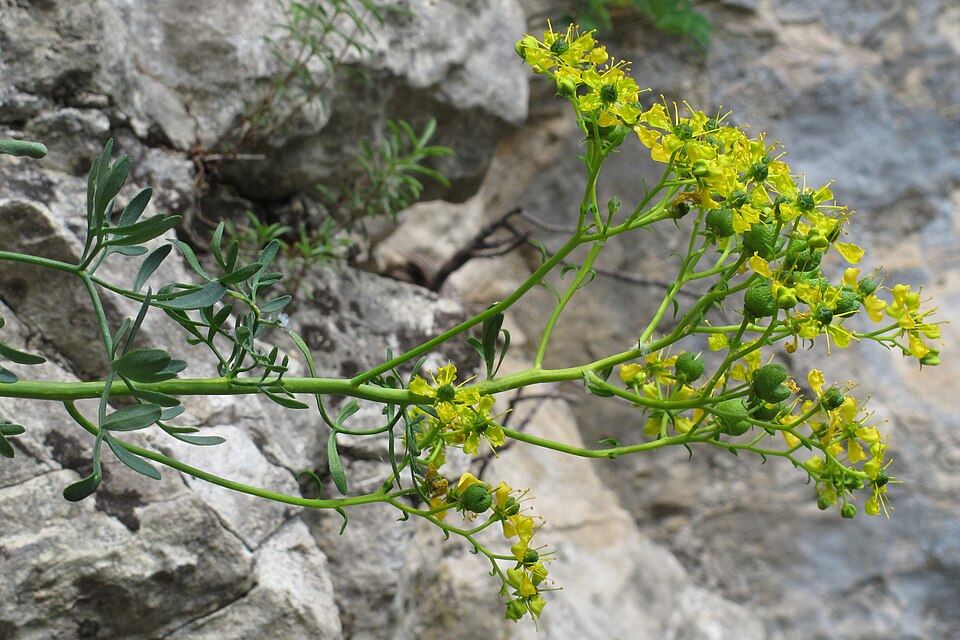 Rue (Ruta graveolens): yellow flowers