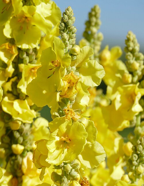 Mullein (Verbascum thapsus ve diğer türler): yellow flower spike