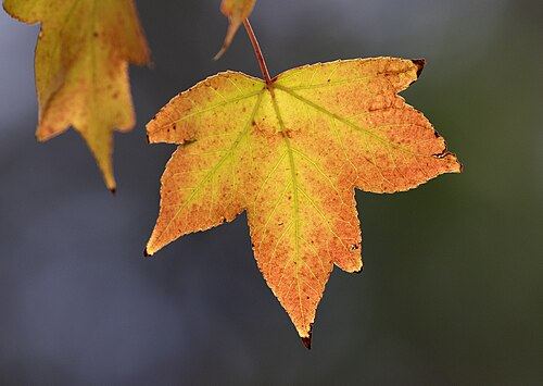 Oriental sweetgum (Liquidambar orientalis): orange autumn leaf