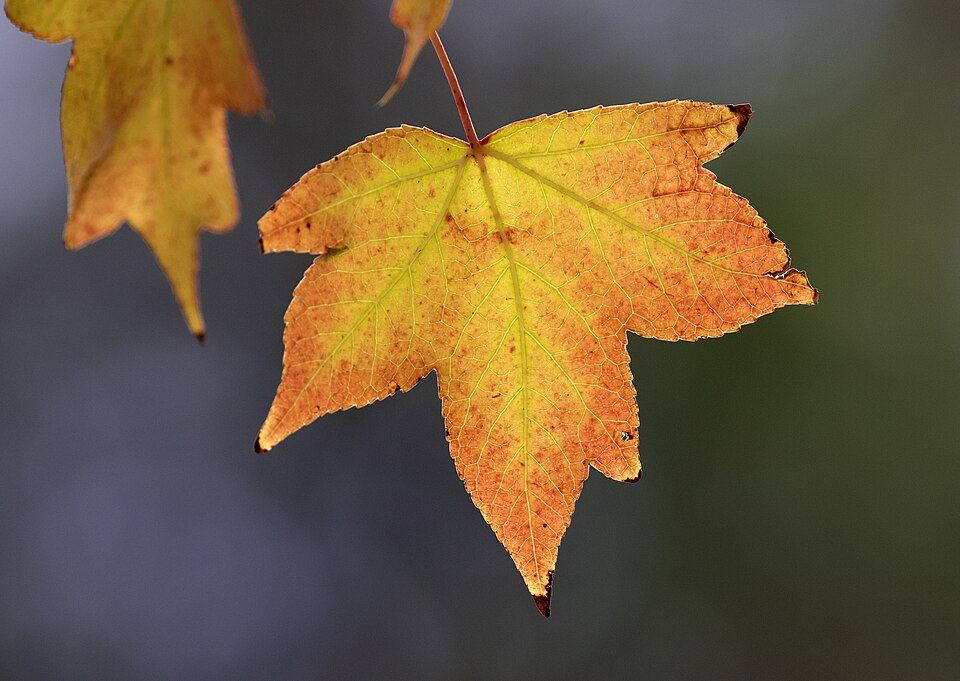 Oriental sweetgum (Liquidambar orientalis): orange autumn leaf
