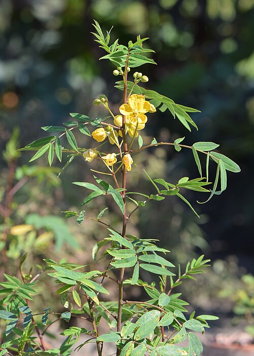 Senna (Senna alexandrina): yellow flowers and feathery leaves