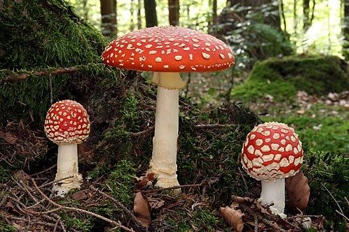Fly agaric (Amanita muscaria): red cap with white spots