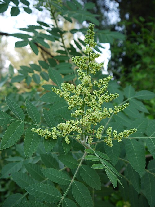 Sumac (Rhus coriaria): flower cluster and compound leaves