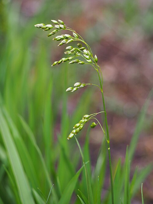 Sweetgrass (Hierochloe odorata): thin flowering spikelets