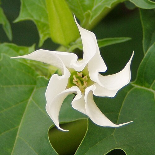 Jimsonweed (Datura stramonium): white trumpet-shaped flower