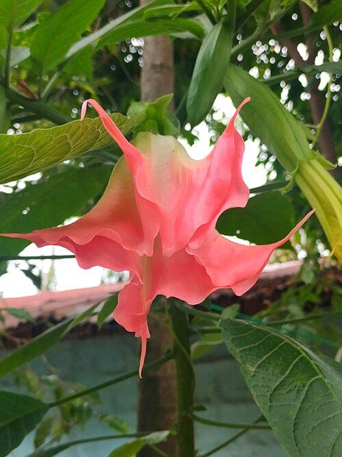 Toé (Brugmansia suaveolens): hanging pink flower