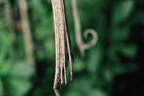 Cat’s claw (Uncaria tomentosa): hooked thorn and bark
