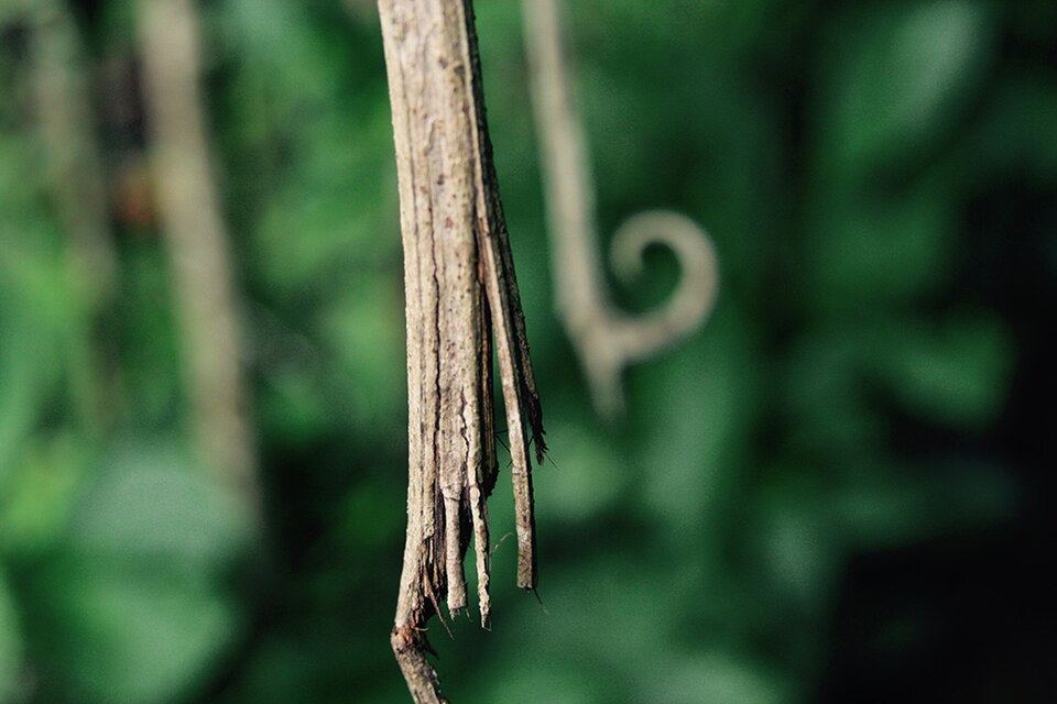 Cat’s claw (Uncaria tomentosa): hooked thorn and bark