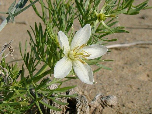 Syrian rue (Peganum harmala): white flower and narrow leaves