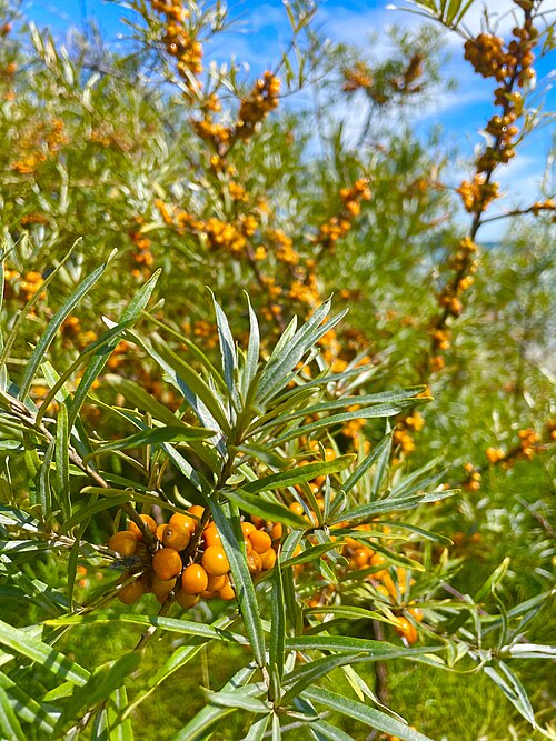 Sea buckthorn (Hippophae rhamnoides): orange berries on the branches