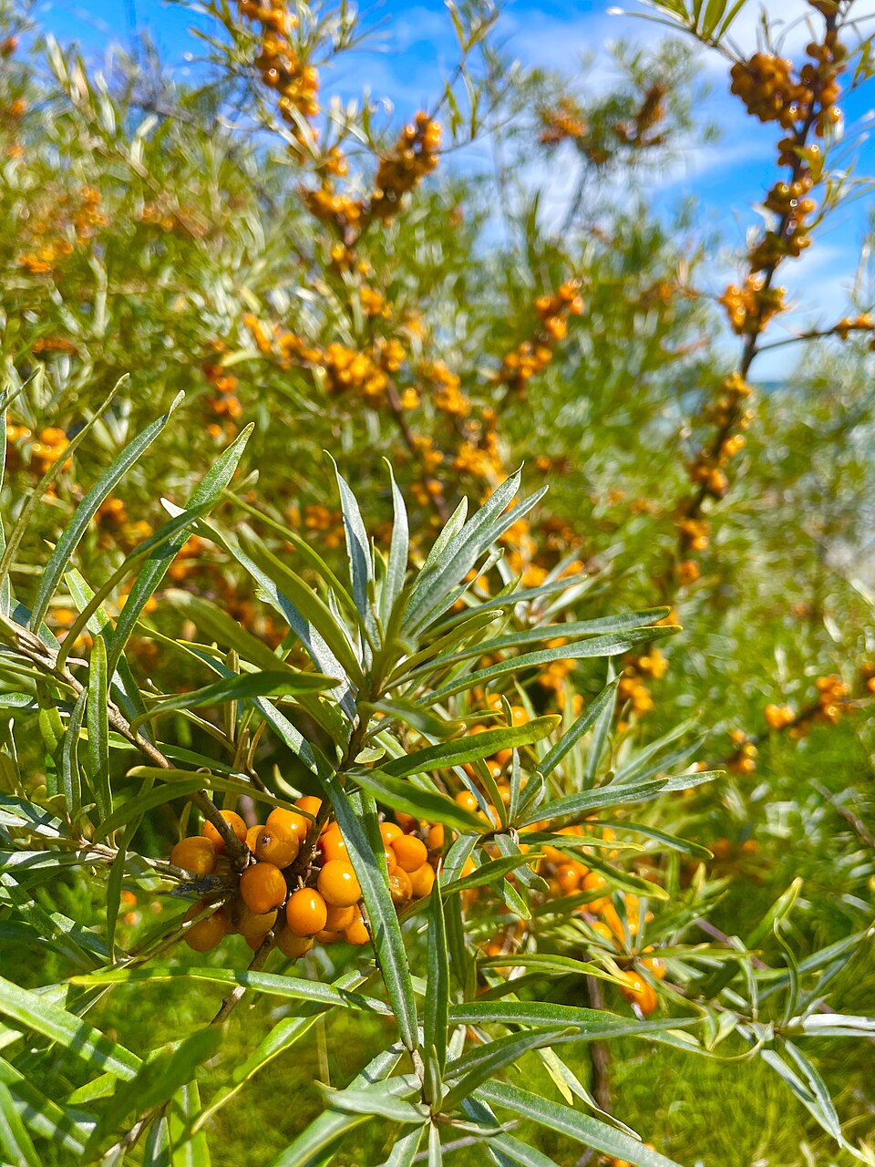 Sea buckthorn (Hippophae rhamnoides): orange berries on the branches