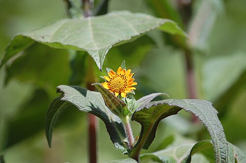 Yacón (Smallanthus sonchifolius): yellow flower