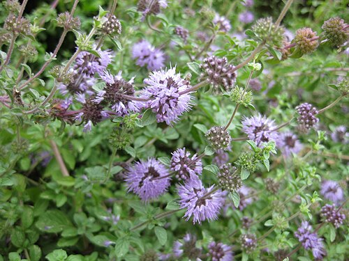 Pennyroyal (Mentha pulegium): balls of purple flowers