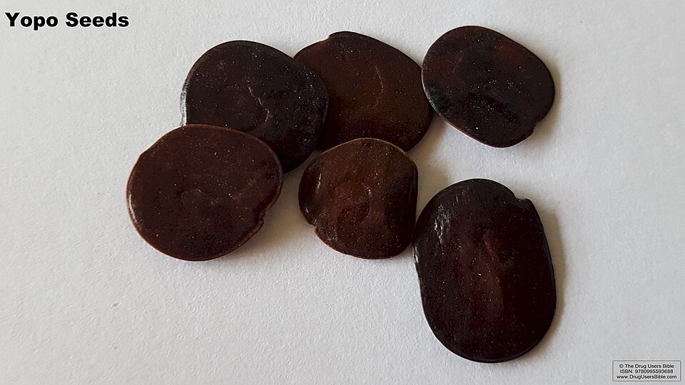 Yopo (Anadenanthera peregrina): flat seeds