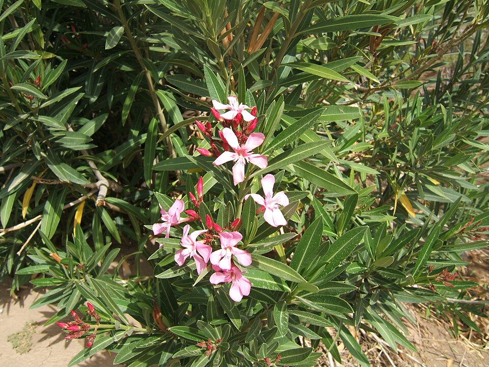 Oleander (Nerium oleander): pink flowers